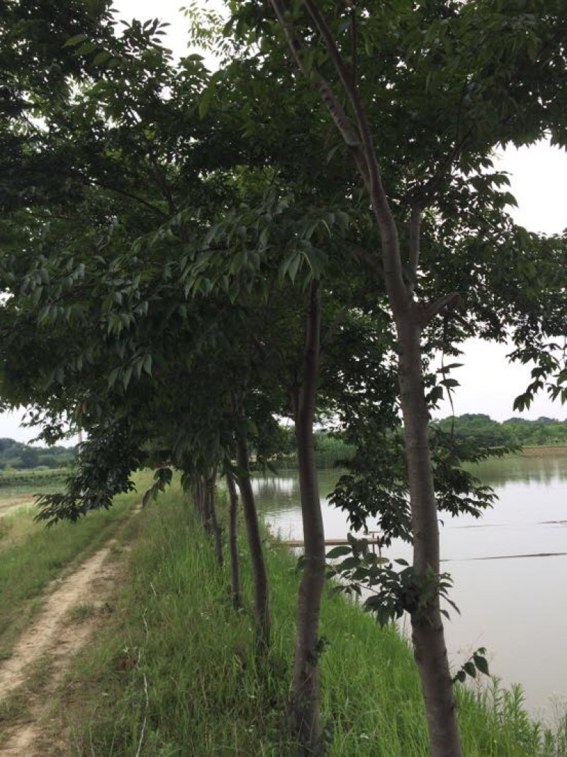 榉树