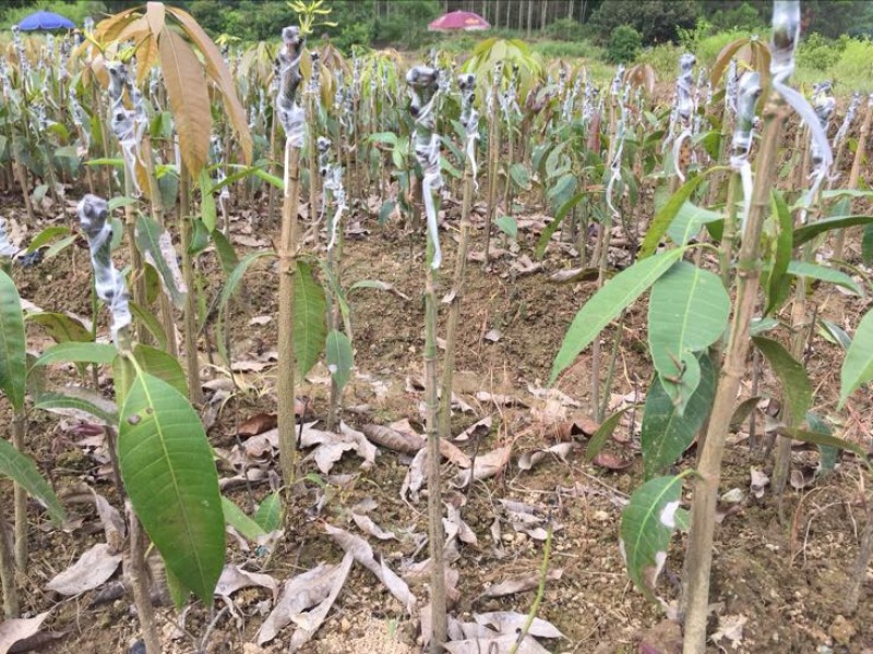 芒果苗