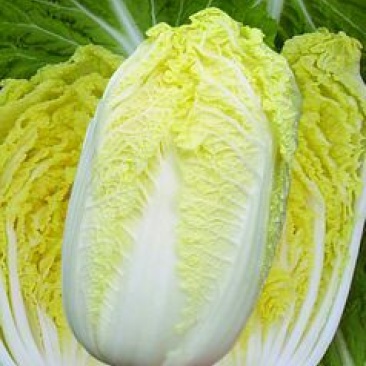 娃娃菜3~4两以上