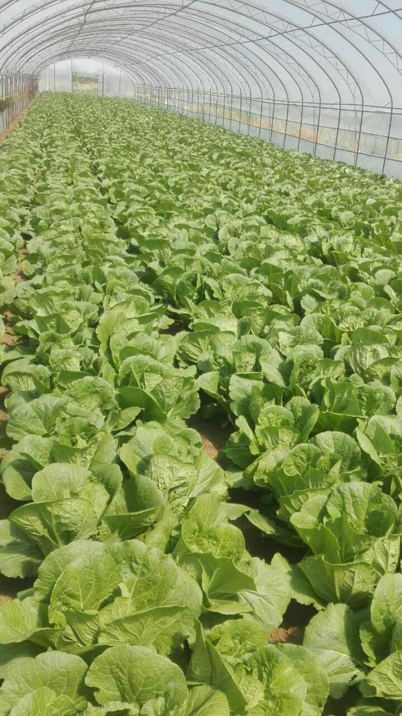 娃娃菜3~4两以上