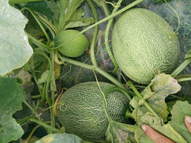 西州蜜瓜1斤以上椭圆形