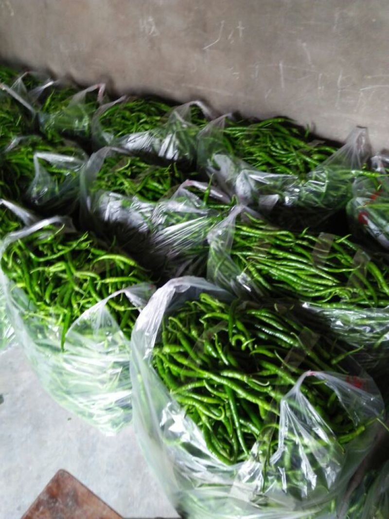 二荆条精选优质辣椒二荆条15~20厘米潼南基地直供