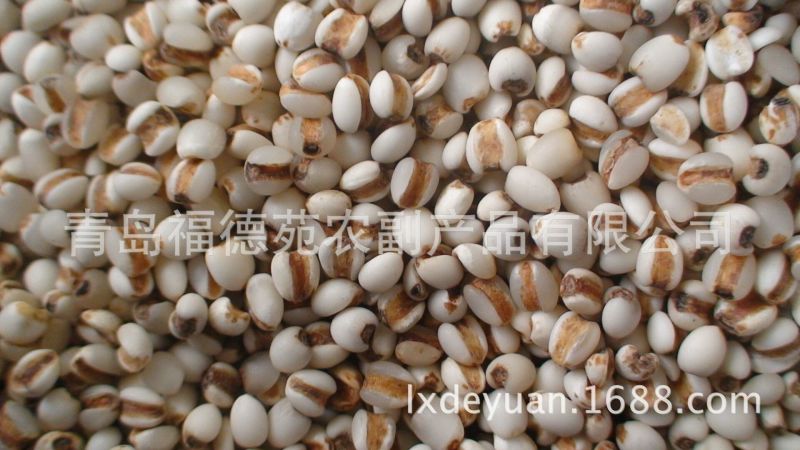 白薏米薏米白薏米
