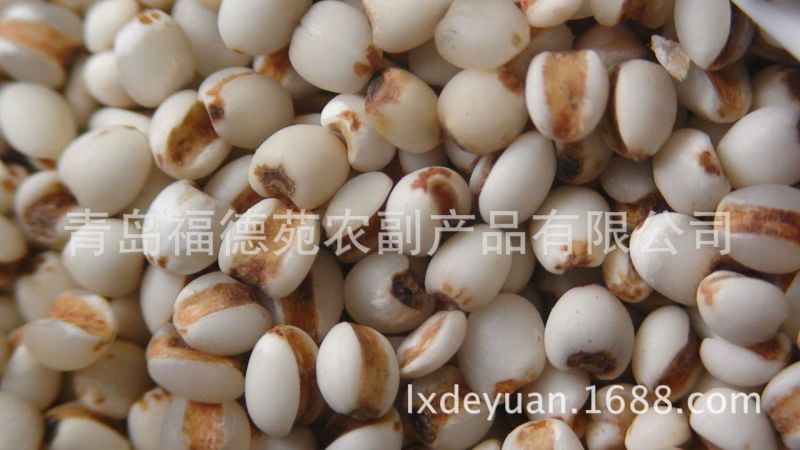 白薏米薏米白薏米