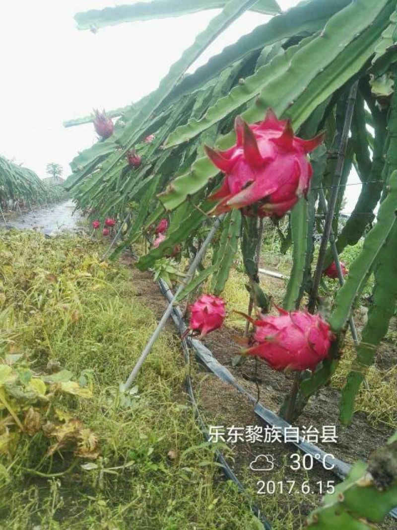 金都1号火龙果大（7两以上）