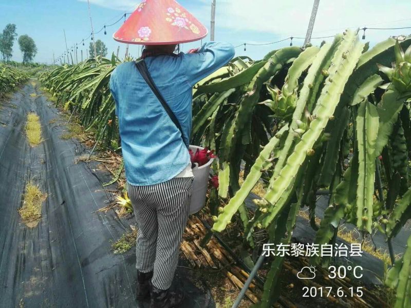 金都1号火龙果大（7两以上）