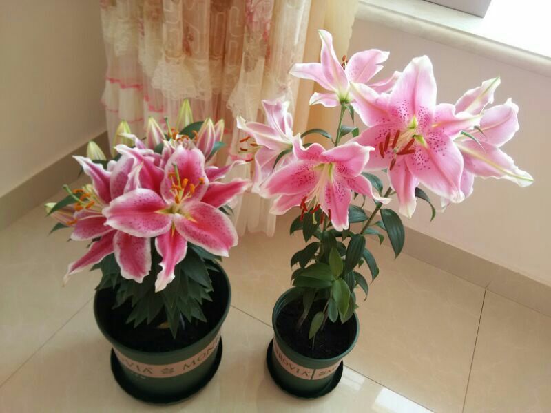 百合种球进口种球一代简单易种