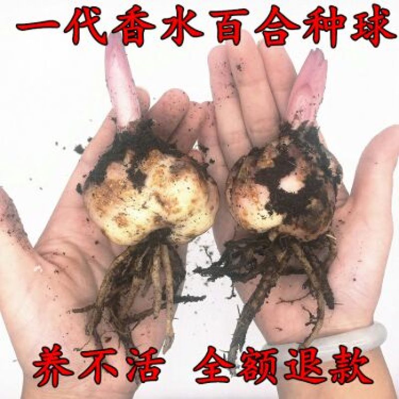 百合种球进口种球一代简单易种