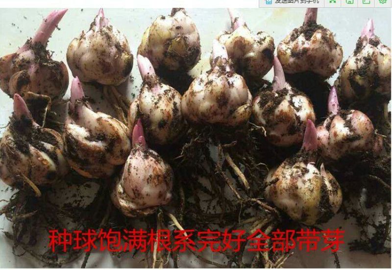 百合种球进口种球一代简单易种