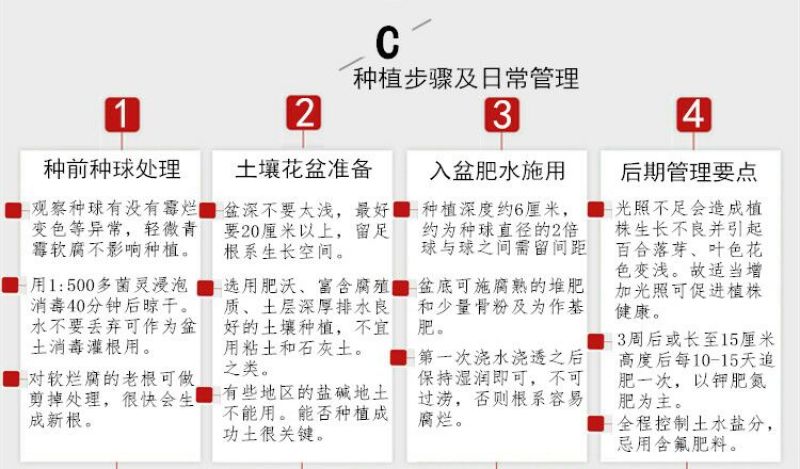 百合种球进口种球一代简单易种