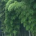 毛竹6cm以上6米以上