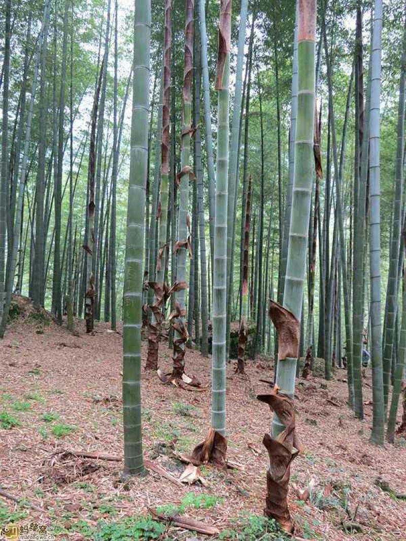 毛竹6cm以上6米以上