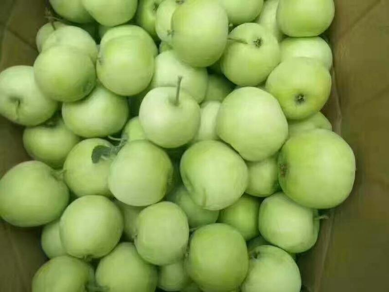 藤木苹果60mm以上光果