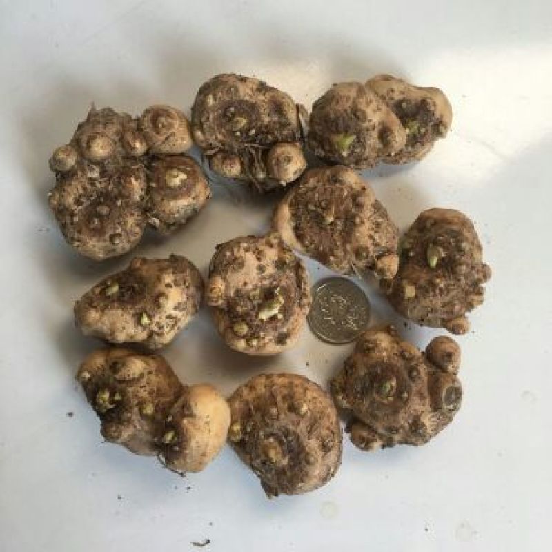 马蹄莲种球包成活对版