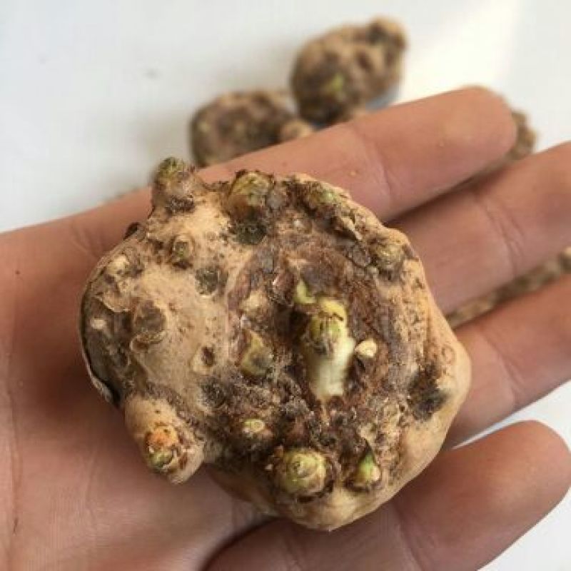 马蹄莲种球包成活对版