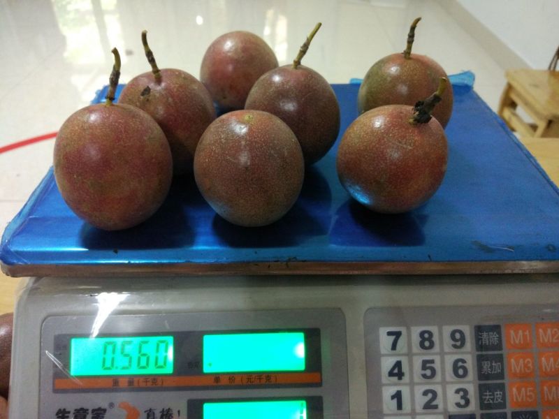 台农一号百香果紫果80~90g