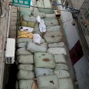 石韦小叶全草
