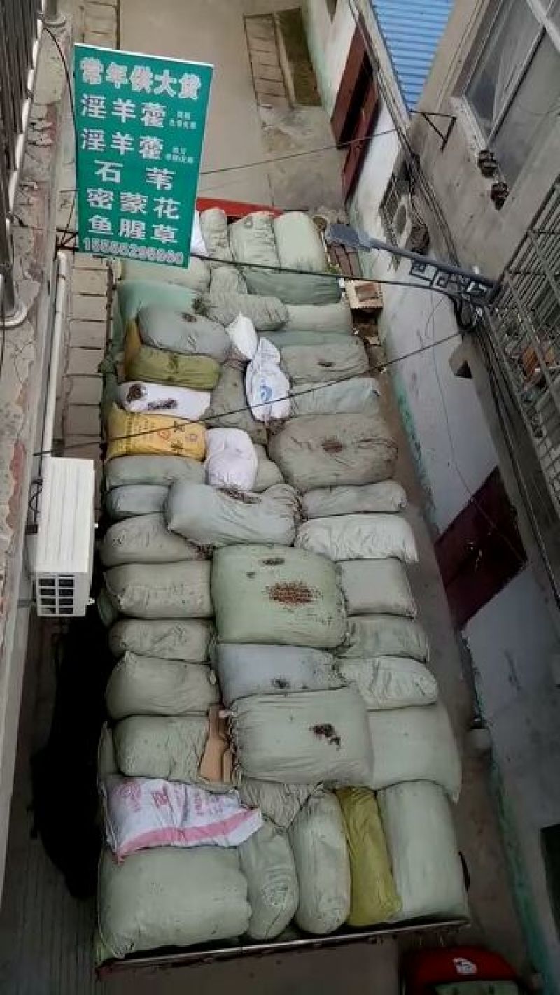 石韦小叶全草