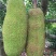 菠萝蜜