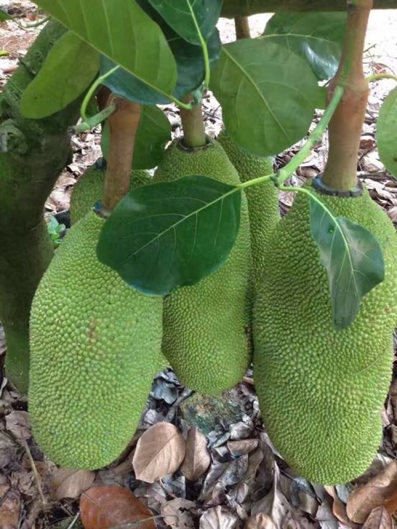 菠萝蜜
