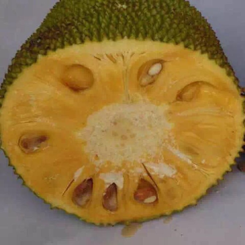 菠萝蜜