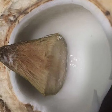 海南椰子
