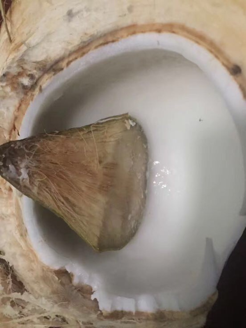 海南椰子