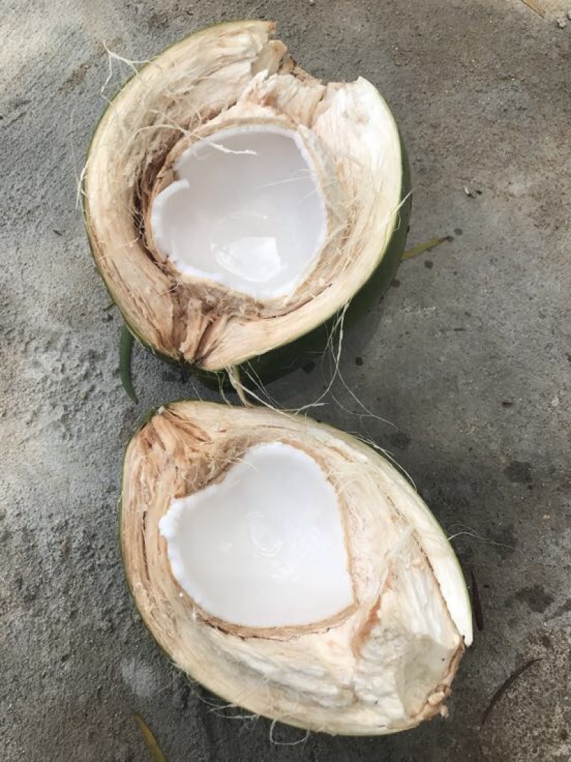 海南椰子