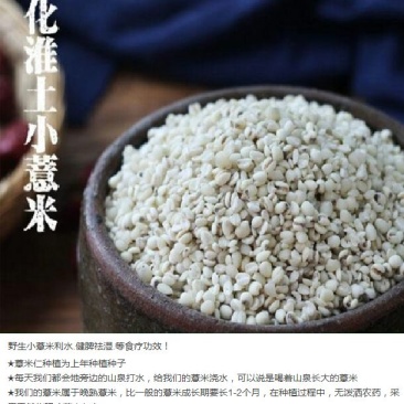 福建宁化淮土糯碎薏米（产地直发有包装)