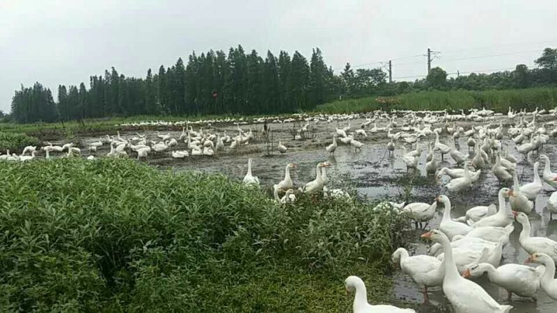 成年大白鹅6~8斤肉鹅