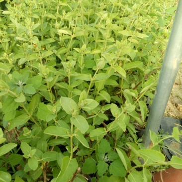金银花1米以下