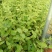金银花1米以下