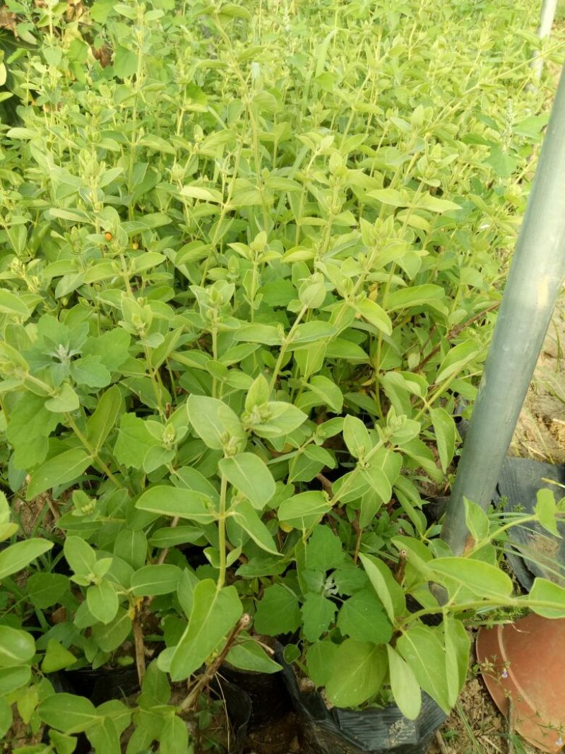 金银花1米以下