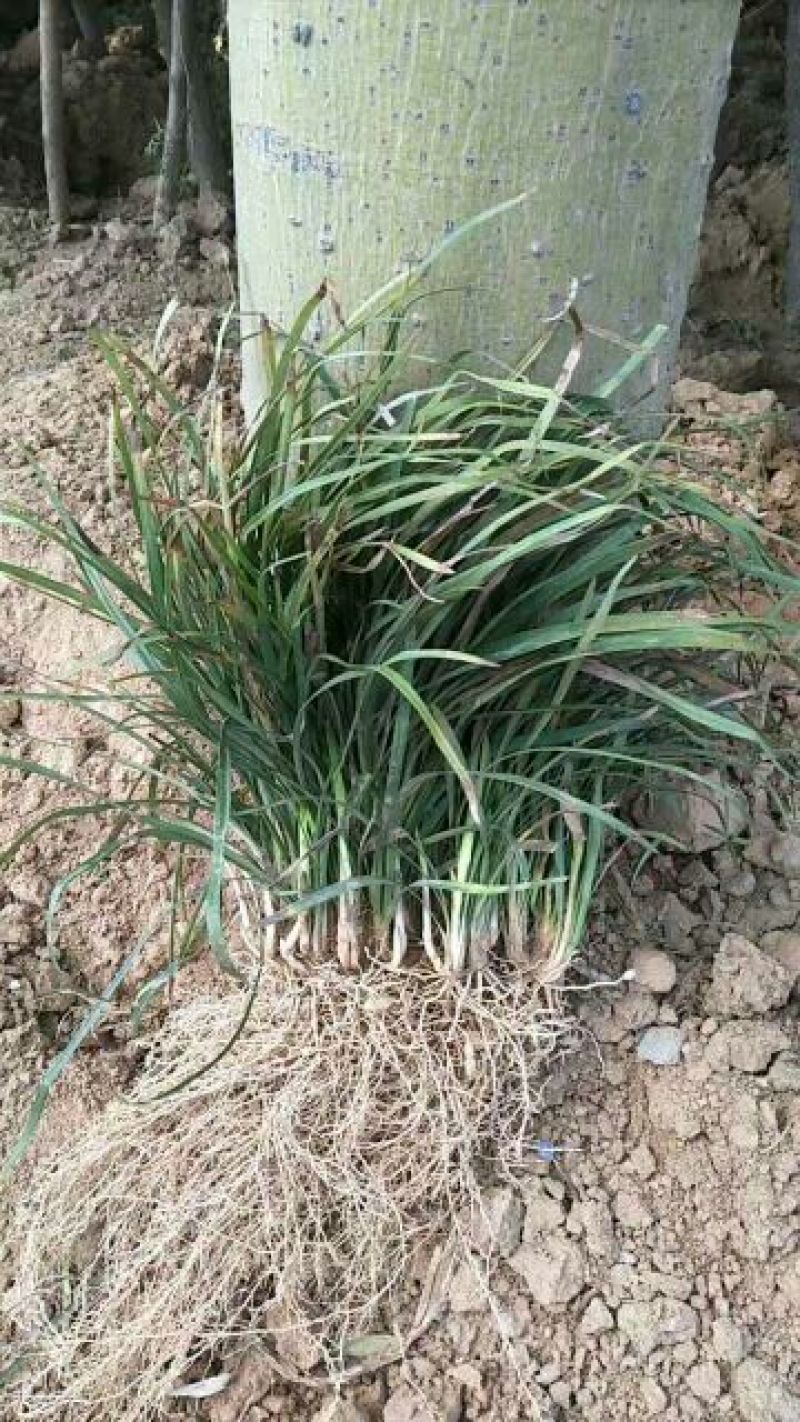 小叶麦冬苗