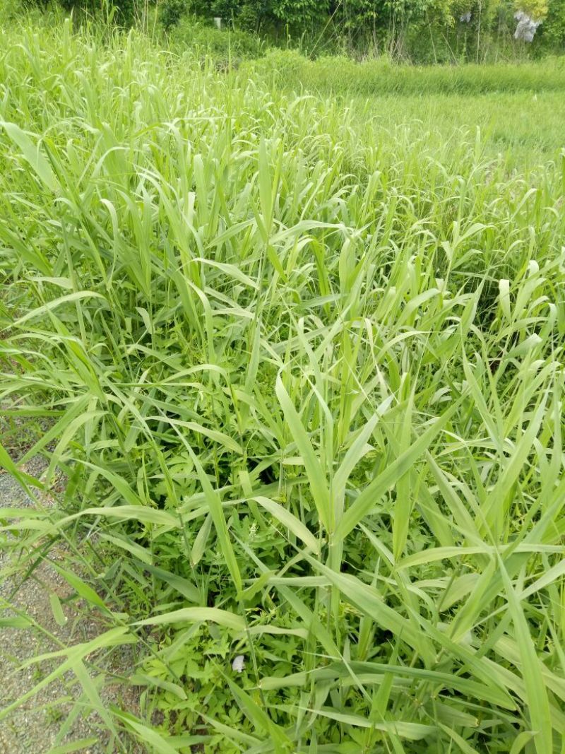 苇叶60cm以上