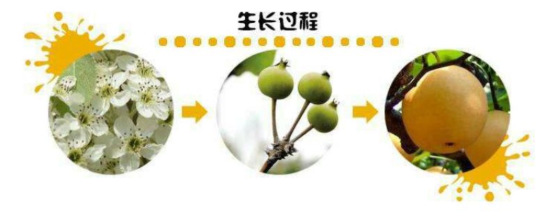 丰水梨250~300g纸袋