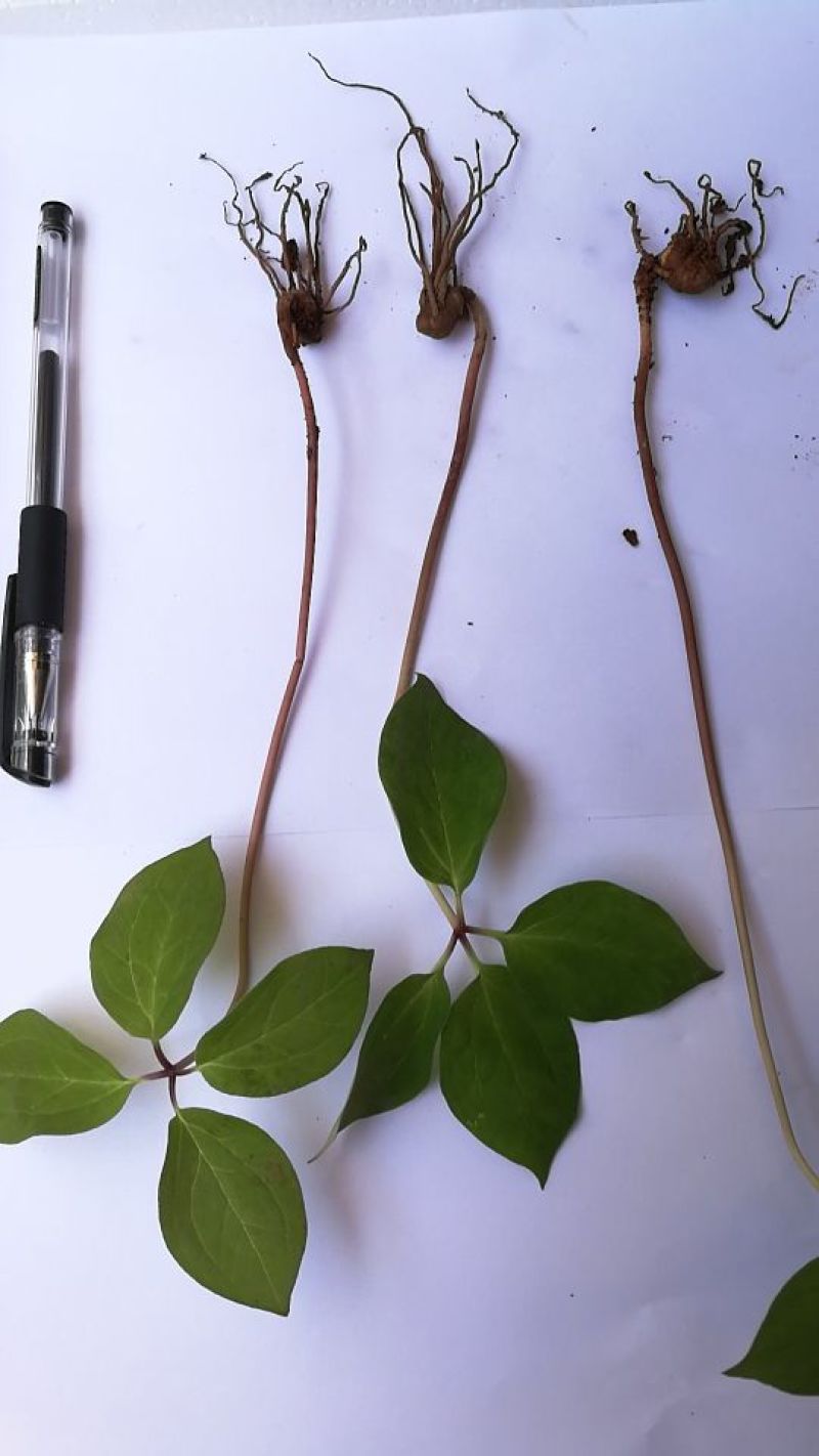 云南高产量，高含量滇重楼种苗，（七叶一枝花）种苗。