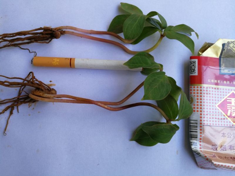 云南高产量，高含量滇重楼种苗，（七叶一枝花）种苗。