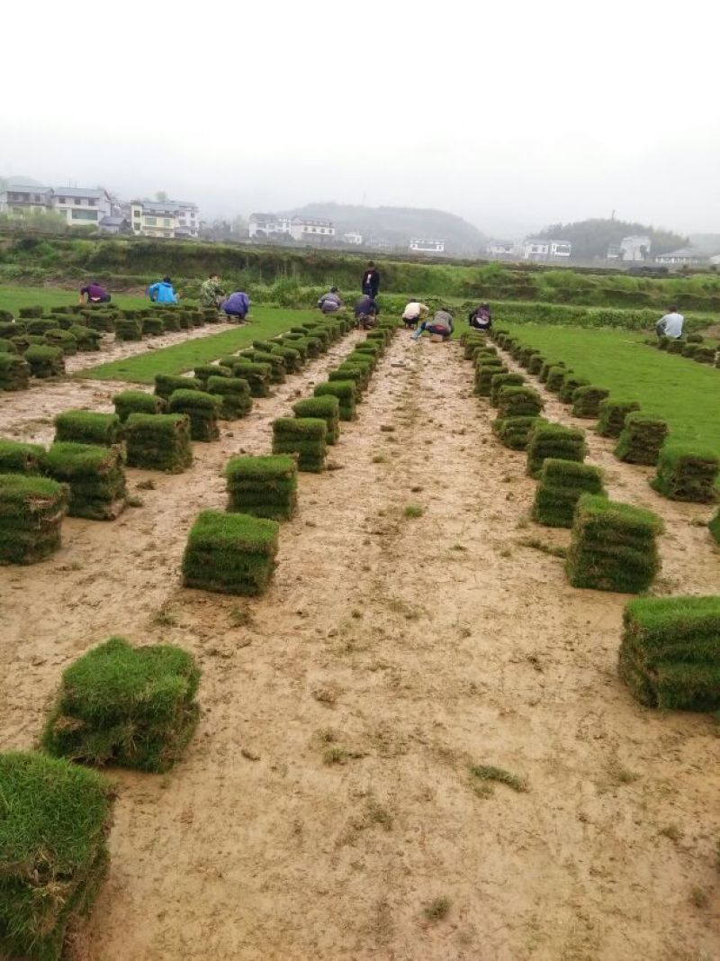马尼拉草坪