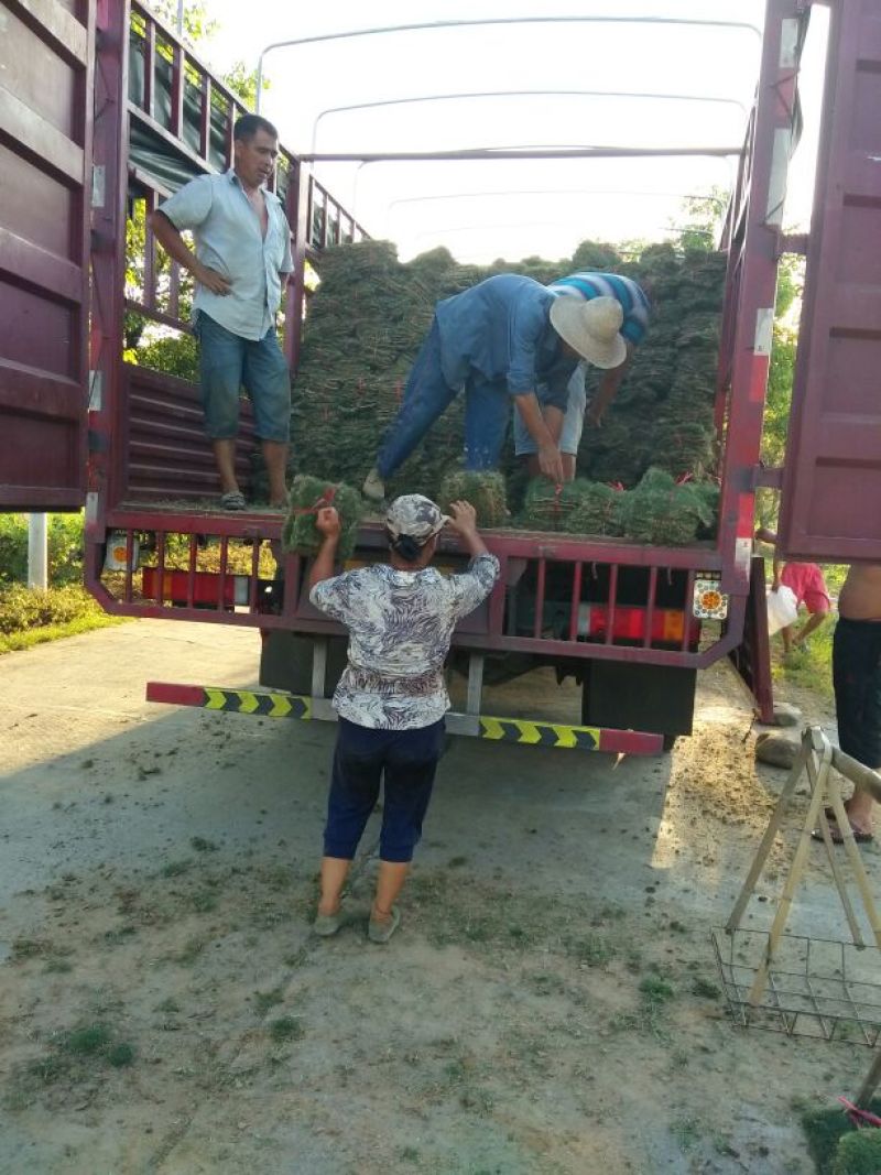 马尼拉草坪