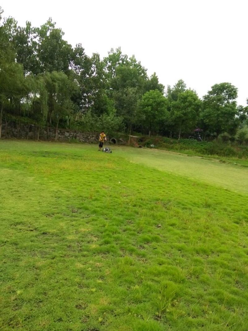 马尼拉草坪