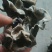 白木耳特级
