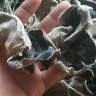 白木耳特级