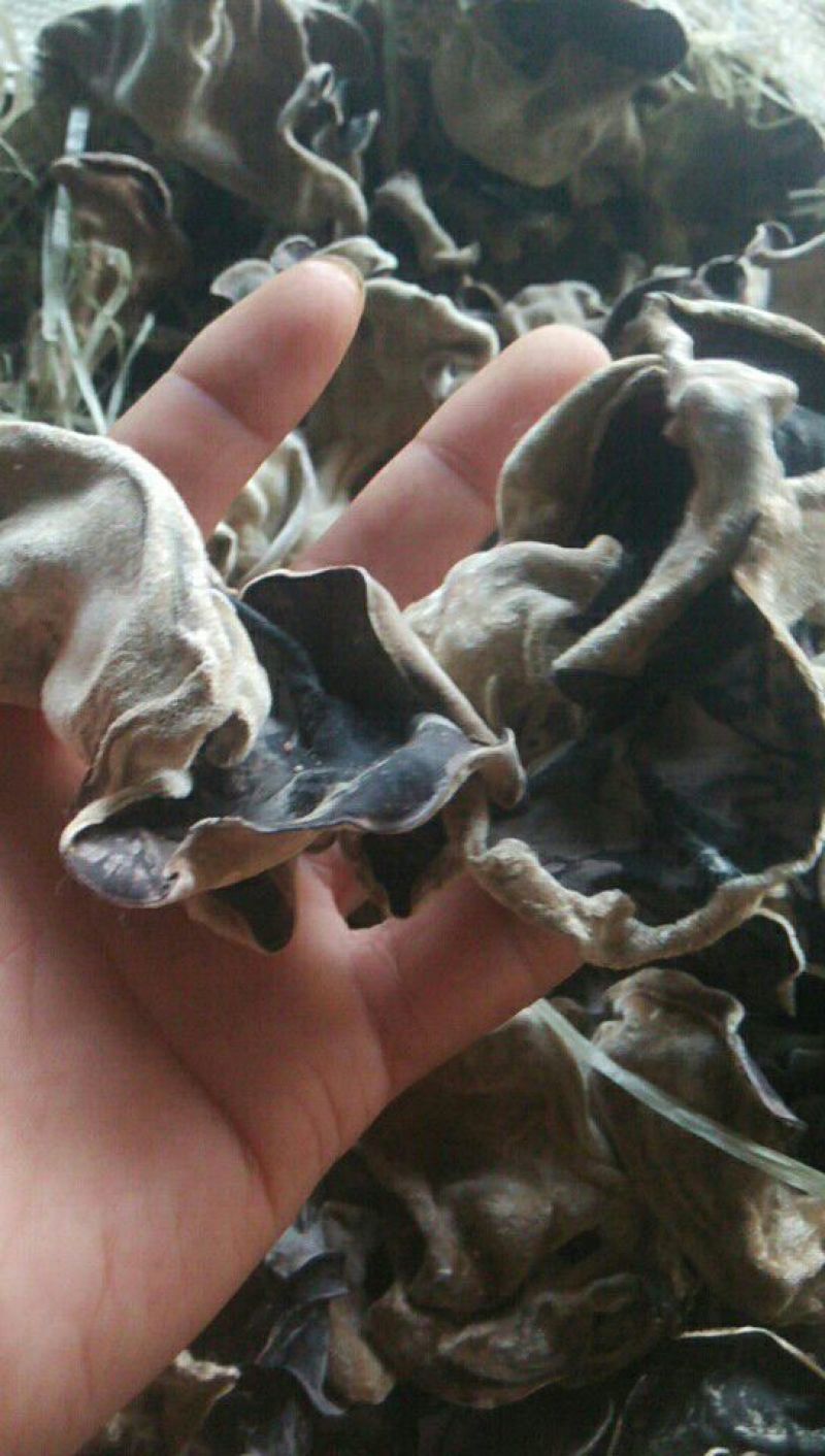白木耳特级