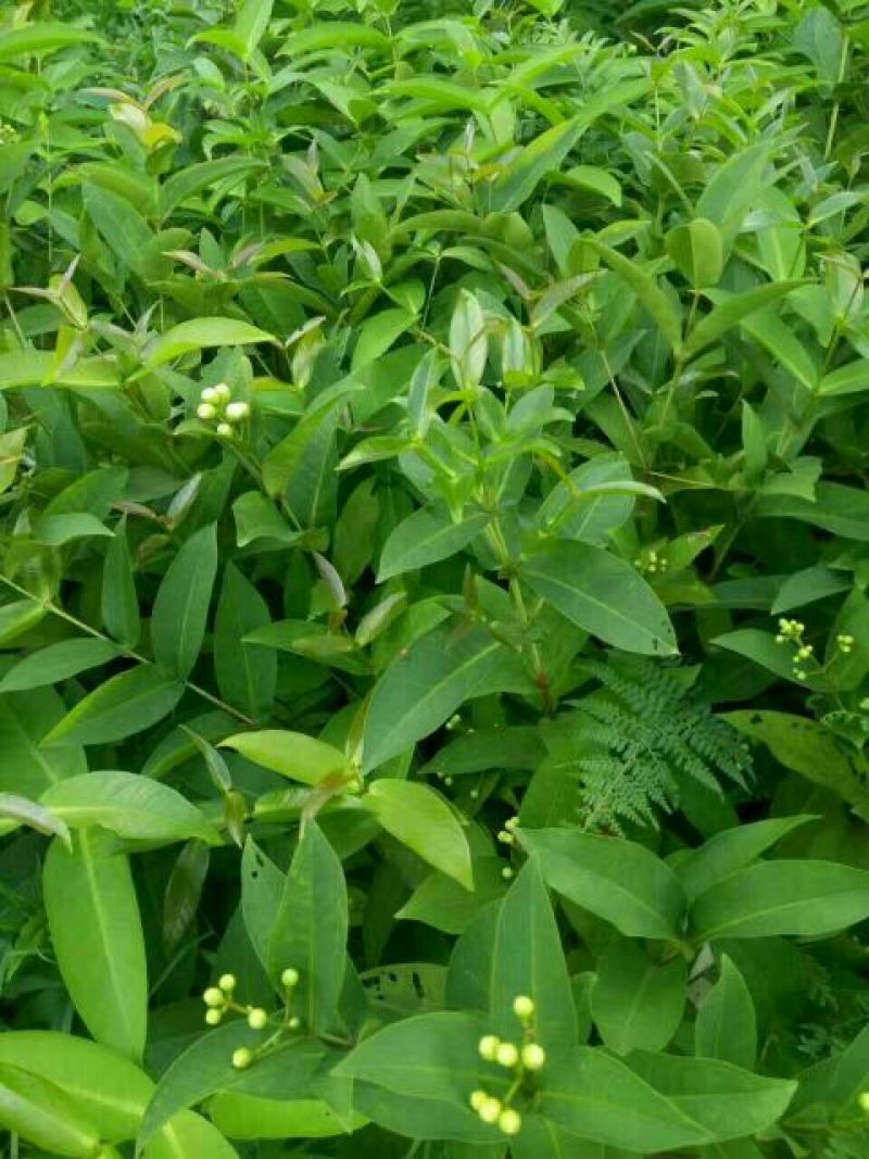 莲雾种苗黑金刚苗，大叶红苗，黑糖芭比莲雾嫁接树苗