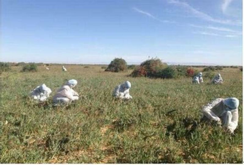 黑枸杞青海种植大果500克，人工种植精品黑枸杞，