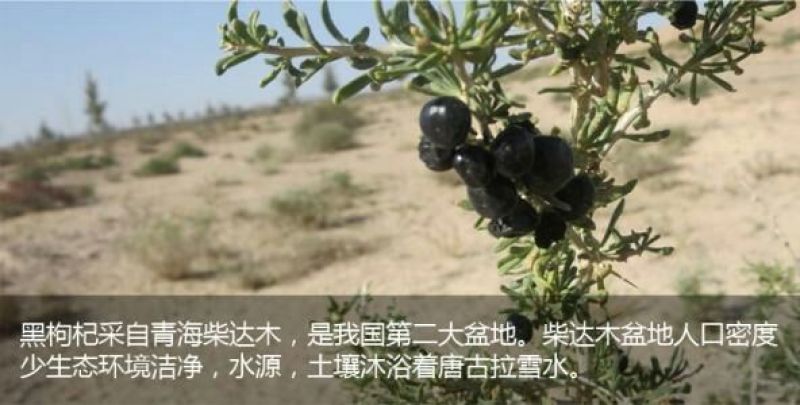 黑枸杞青海种植大果500克，人工种植精品黑枸杞，