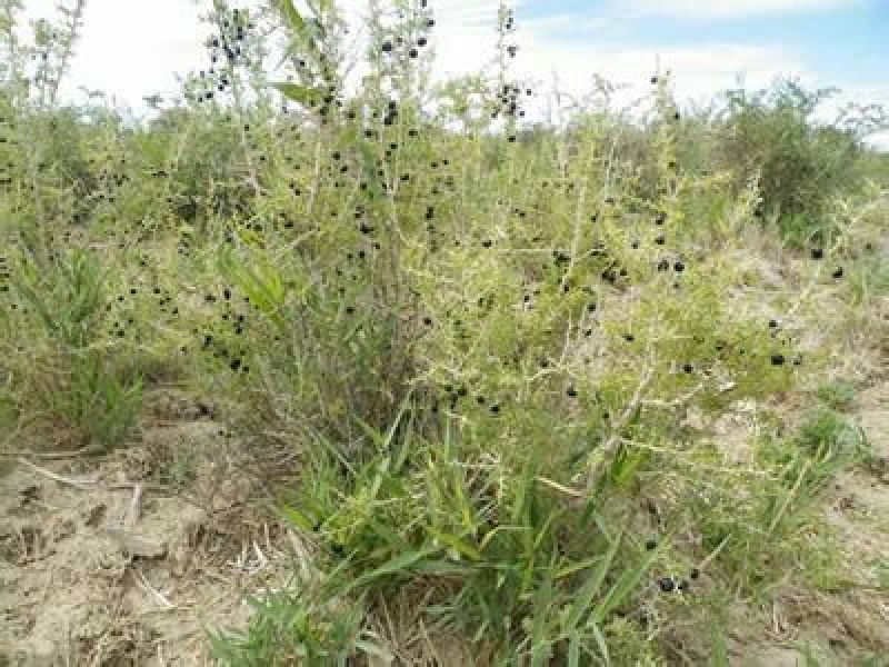 黑枸杞青海种植大果500克，人工种植精品黑枸杞，