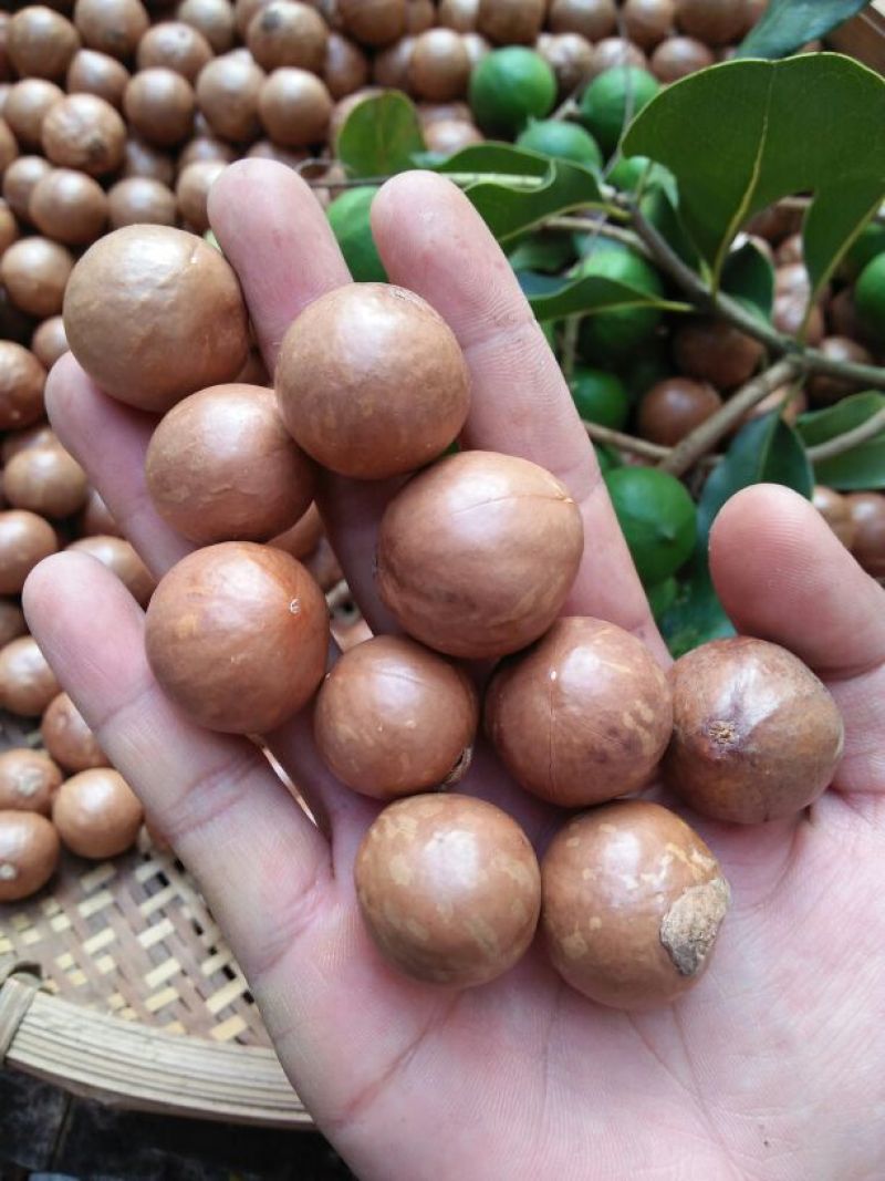 夏威夷果量大优惠夏威夷果