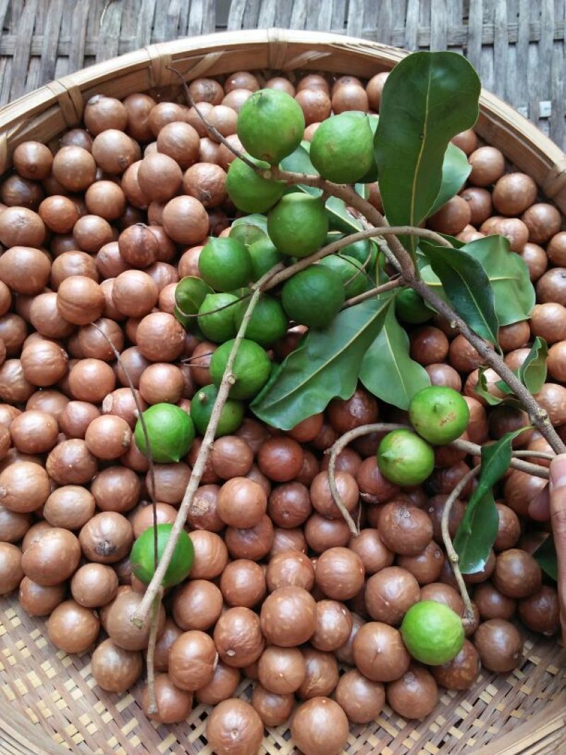夏威夷果量大优惠夏威夷果